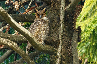 ÑACURUTÚ (Bubo virginianus) - Jardìn Botànico - MONTEVIDEO (Junio 2022)